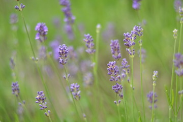 bloeiende lavendel in een stadstuin