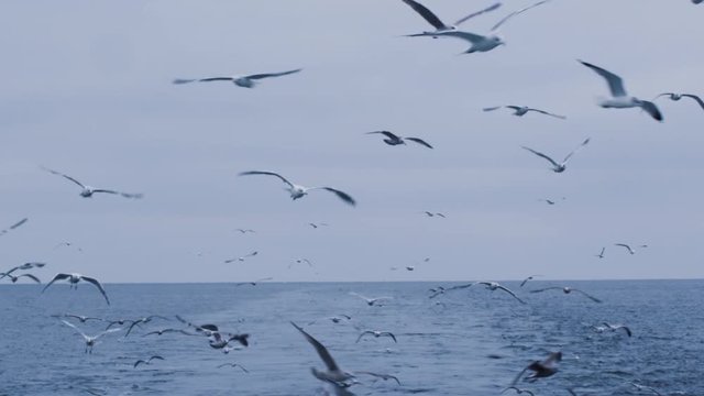 Flock of Seagulls Fly over the Sea Looking for Food. Shot on RED Cinema Camera in 4K (UHD). 