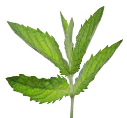 Naklejka na ściany i meble young dark green six leaves mint branch