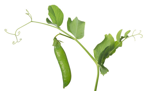isolated ripe pea on green stem