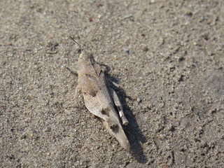 Grasshopper