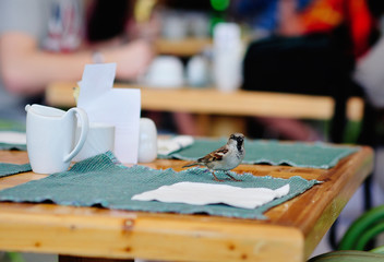Sparrow in the street cafe sits on the table
