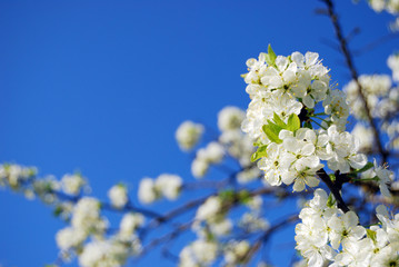 fruit tree blossom in spring