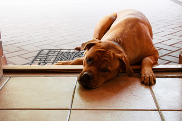Big sad red dog lying on doorstep of entrance door that wants to enter but is not allowed in the house or that wants to have a walk but owner has no time for it.