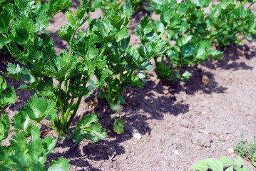 bush of fresh parsley in the garden
