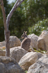 Obraz premium Australian wallaby hiding in rocks