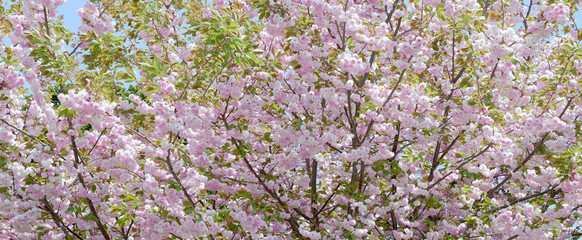 八重桜の花 満開