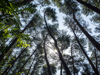 Fototapeta premium Green forest in Japan