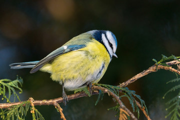 tit on a branch