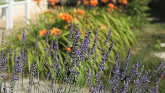 les abeilles butinent