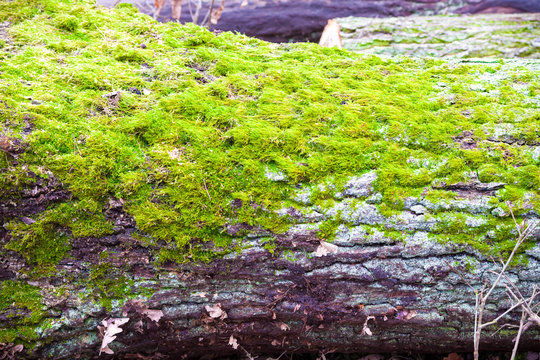 Tree trunks grown with green moss