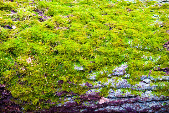 Tree trunks grown with green moss