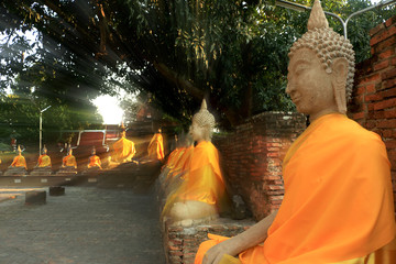 Buddha image under the tree