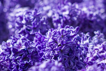 violet hyacinth flowers in Keukenhof, Netherlands