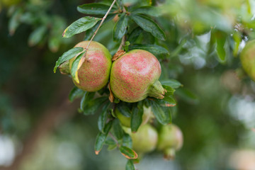 Granatäpfel am Baum