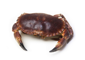 Raw edible crab (Cancer pagurus) isolated on white background