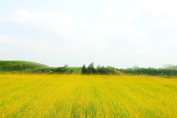 flower field under the sun light