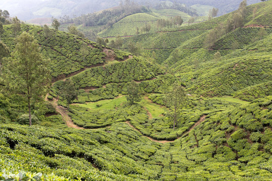 Campos de t&eacute; en Munnar, Kerala