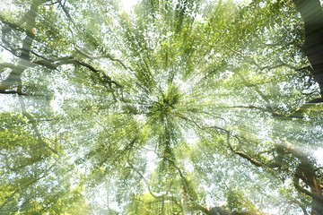 Tree top under the afternoon sun light 