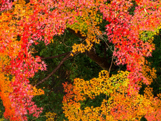 autumn in Mitake-George Japan