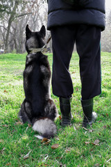 Obraz premium Husky dog sitting in the forest with its owner