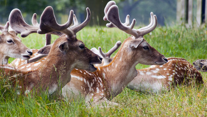 Wild deers