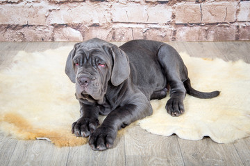 Grey, black and brown puppies breed Neapolitana Mastino. Dog handlers training dogs since childhood.