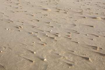 Shells on the beach in North Holland, The Netherlands