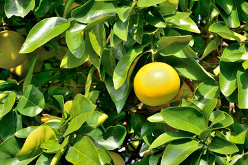 Grapefruit tree - Citrus paradisi.

