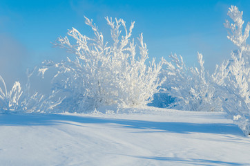 Beautiful landscape with trees covered by snow. Cold day in the snowy winter forest. Toned.