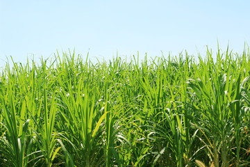 sugar cane plantation, Thailand