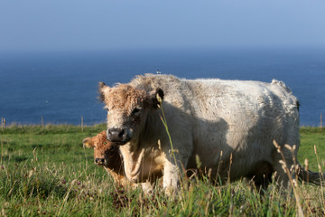 White Galloway-Rinder auf Helgoland