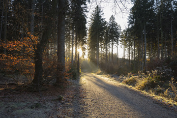 Lichtstimmung im Naturpark Arnsberger Wald, Sauerland, Nordrhein-Westfalen, Deutschland, Europa