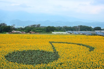 Naklejka premium 明野のひまわり