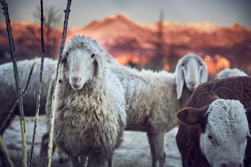 Pecore al pascolo in montagna all'alba