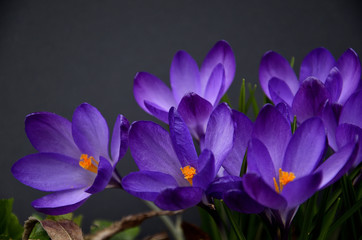 crocus viola blu