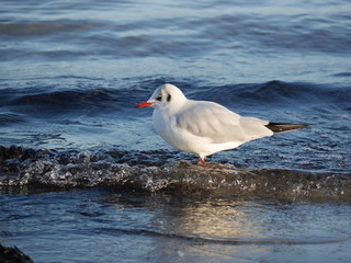 Möwe im Meer