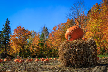 Halloween is Coming ! - Pumpkin on a hay ball