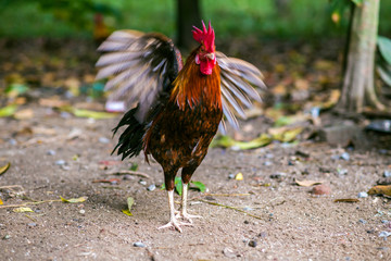 Traditional Thailand rooster on field in morning