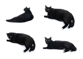 Lying black cat isolated over the white background