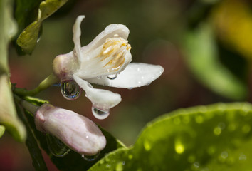 Flor de limonero - Lemon flower