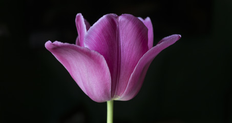 Perfección de tulipán