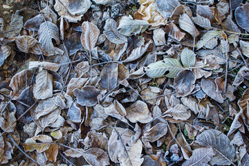 Frost leaves background