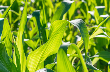 Green leaves of corn. Agricultural background
