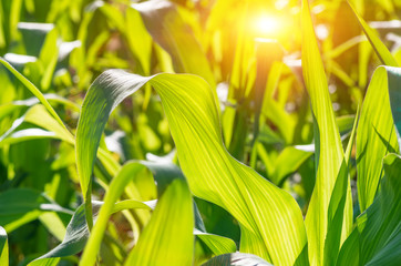 Green leaves of corn. Agricultural background