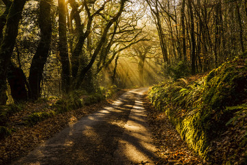 Obraz premium Misty woodland country road at sunrise, Cornwall, UK