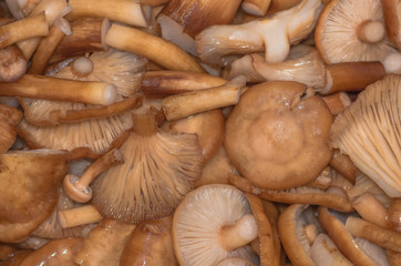 Mushrooms honey agarics Armillaria mellea