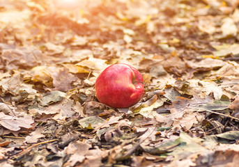 apple lying on the ground