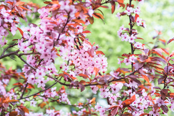 flowers and young leaves of cherry wood sakura