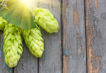 Green hops, agricultural background
